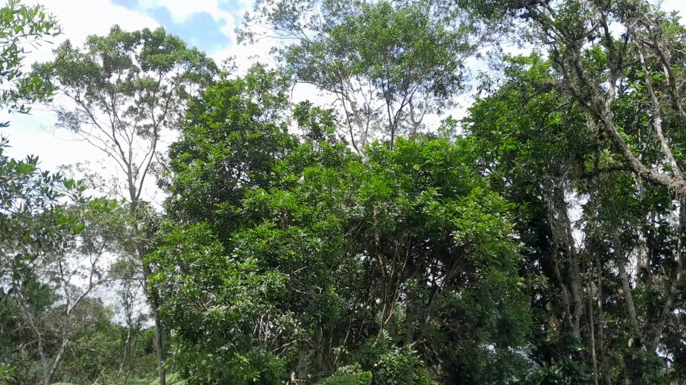 Casa de Condomínio, 4 quartos - Foto 31