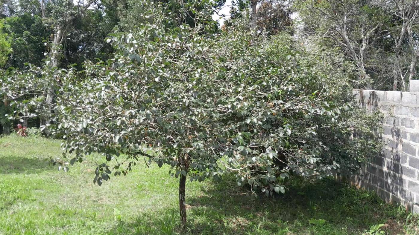 Casa de Condomínio, 4 quartos - Foto 32