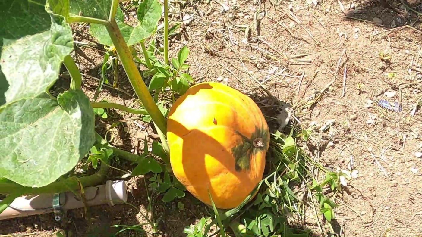 Chácara, 5 quartos, 2000 m² - Foto 43