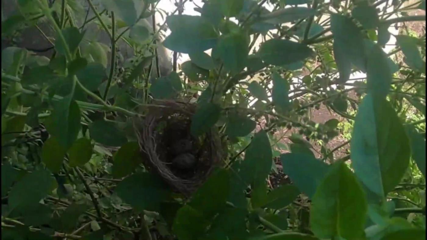 Chácara, 2 quartos, 1800 m² - Foto 18