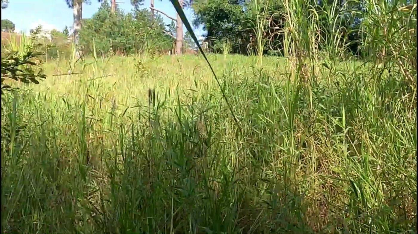 Chácara, 3 quartos, 9500 m² - Foto 6