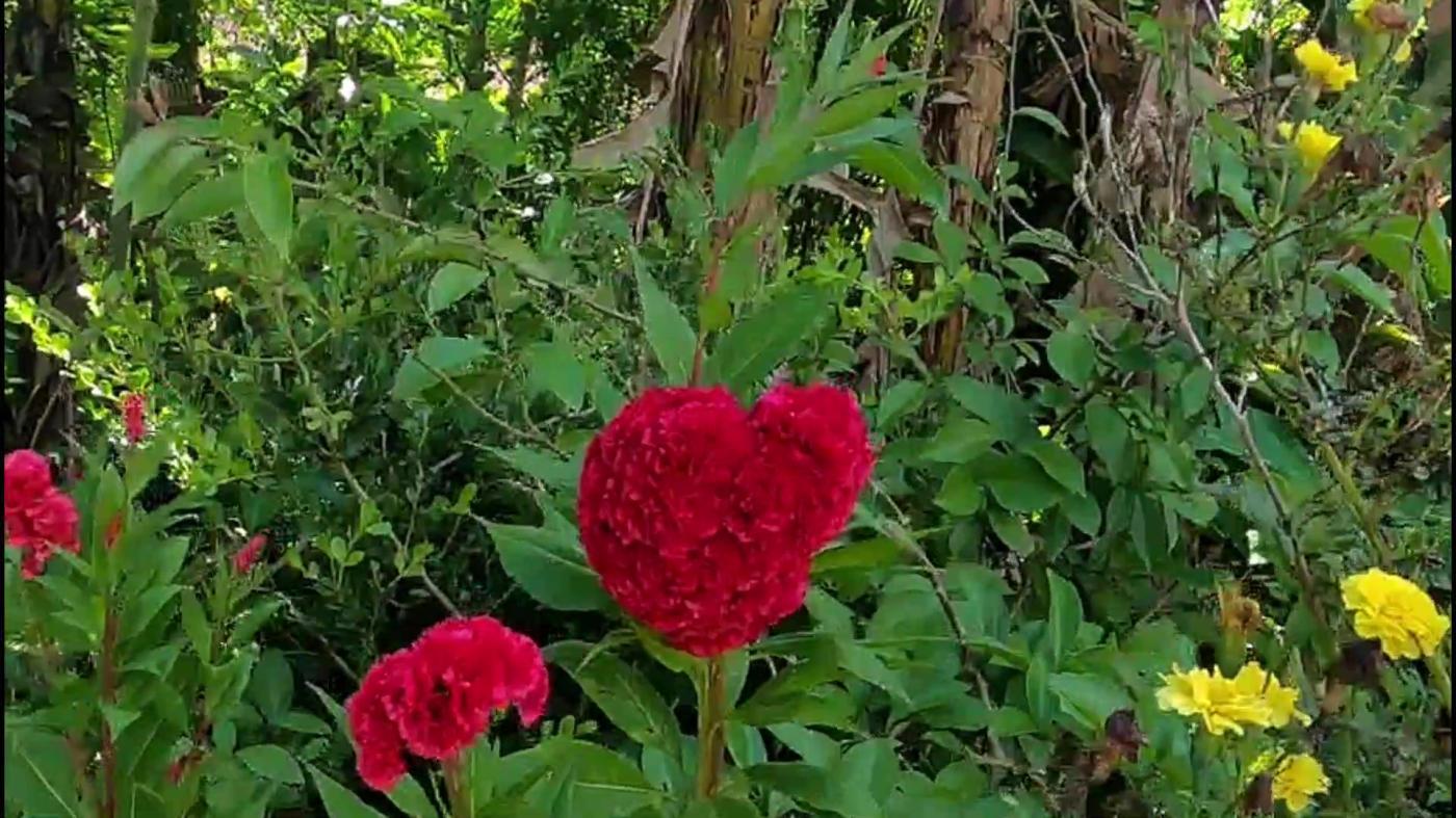 Chácara, 3 quartos, 9500 m² - Foto 13