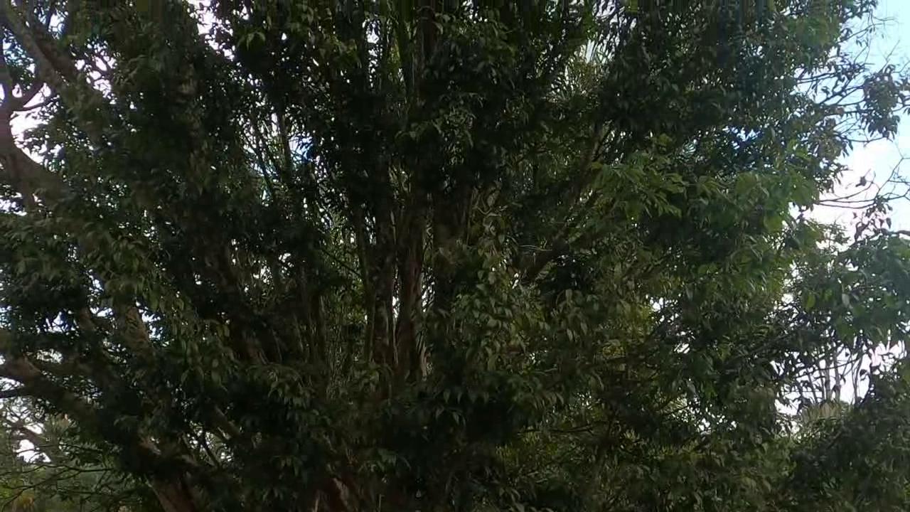 Casa de Condomínio, 4 quartos - Foto 37