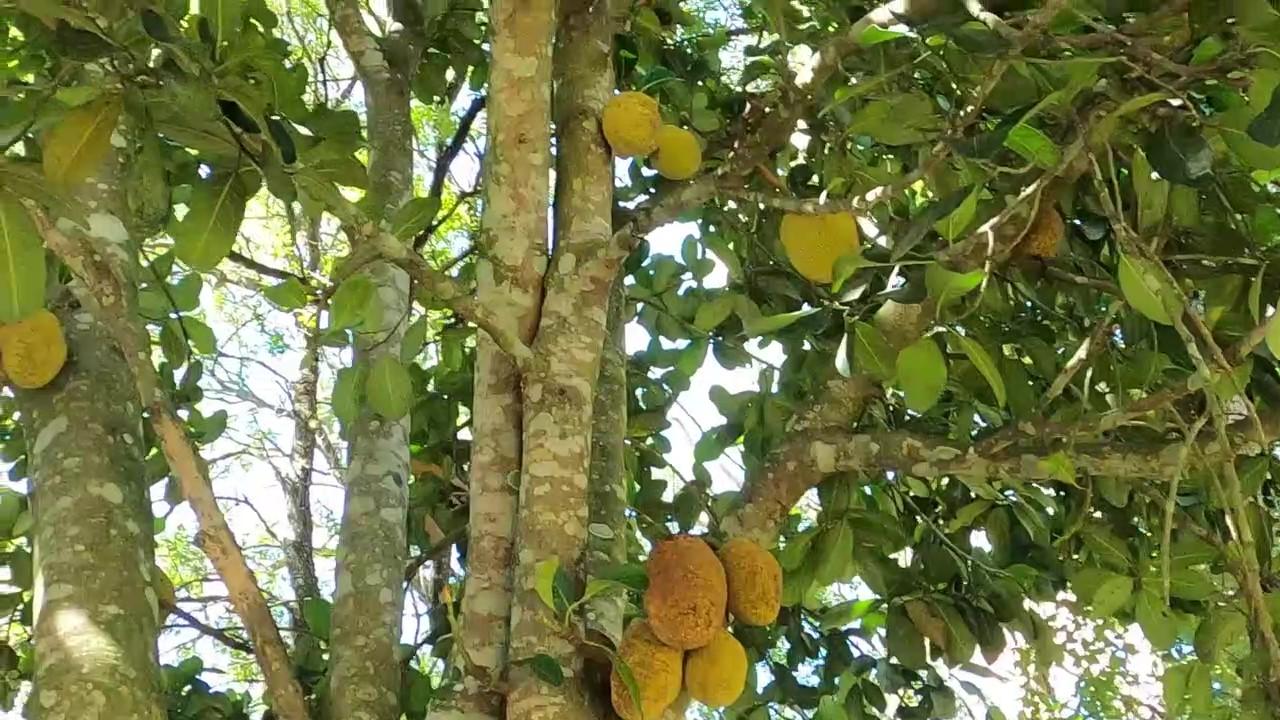 Chácara, 5 quartos, 4300 m² - Foto 47