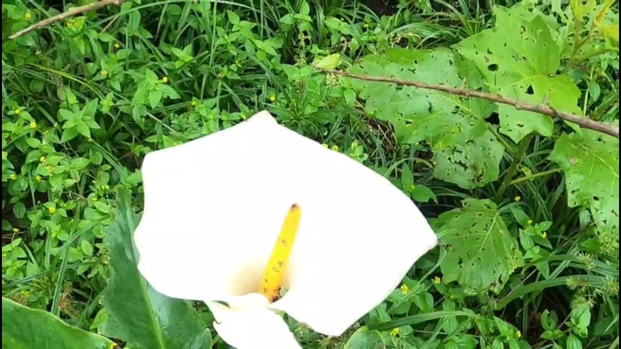 Casa de Condomínio, 3 quartos - Foto 30