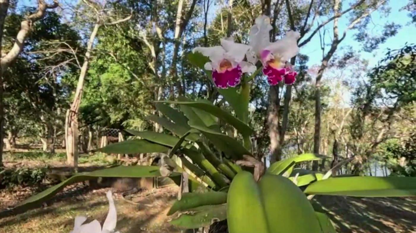 Chácara, 9 quartos, 10000 m² - Foto 4