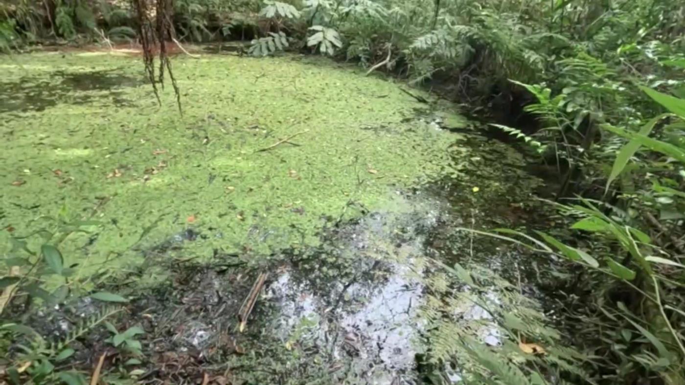 Chácara, 2 quartos, 3100 m² - Foto 4