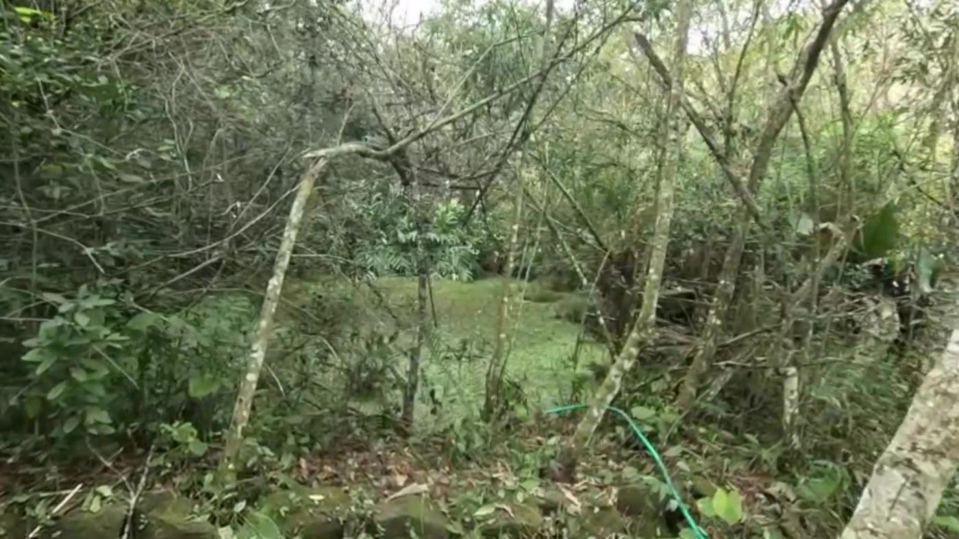 Chácara, 2 quartos, 3100 m² - Foto 2