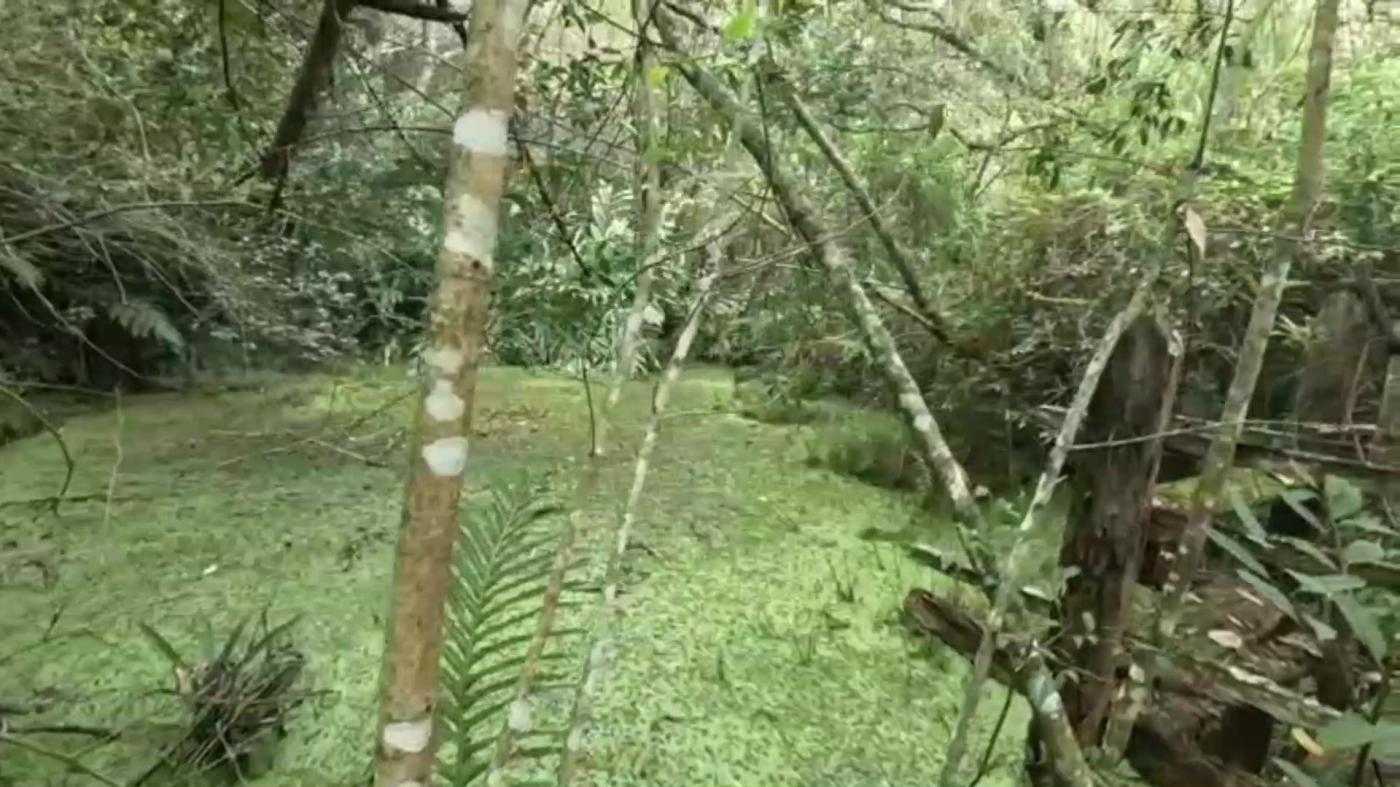 Chácara, 2 quartos, 3100 m² - Foto 3