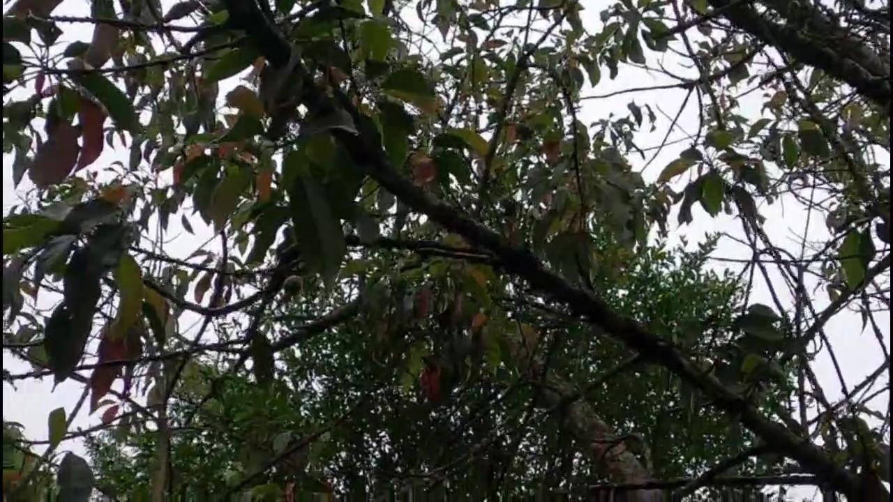 Casa de Condomínio, 3 quartos - Foto 43