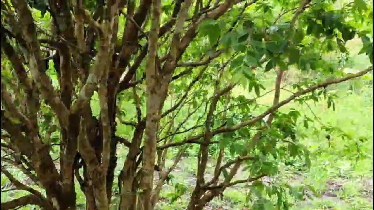 Casa de Condomínio, 3 quartos - Foto 42