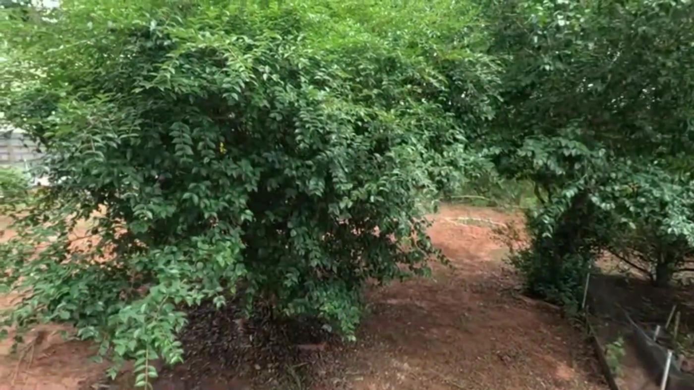 Chácara, 3 quartos, 1000 m² - Foto 35