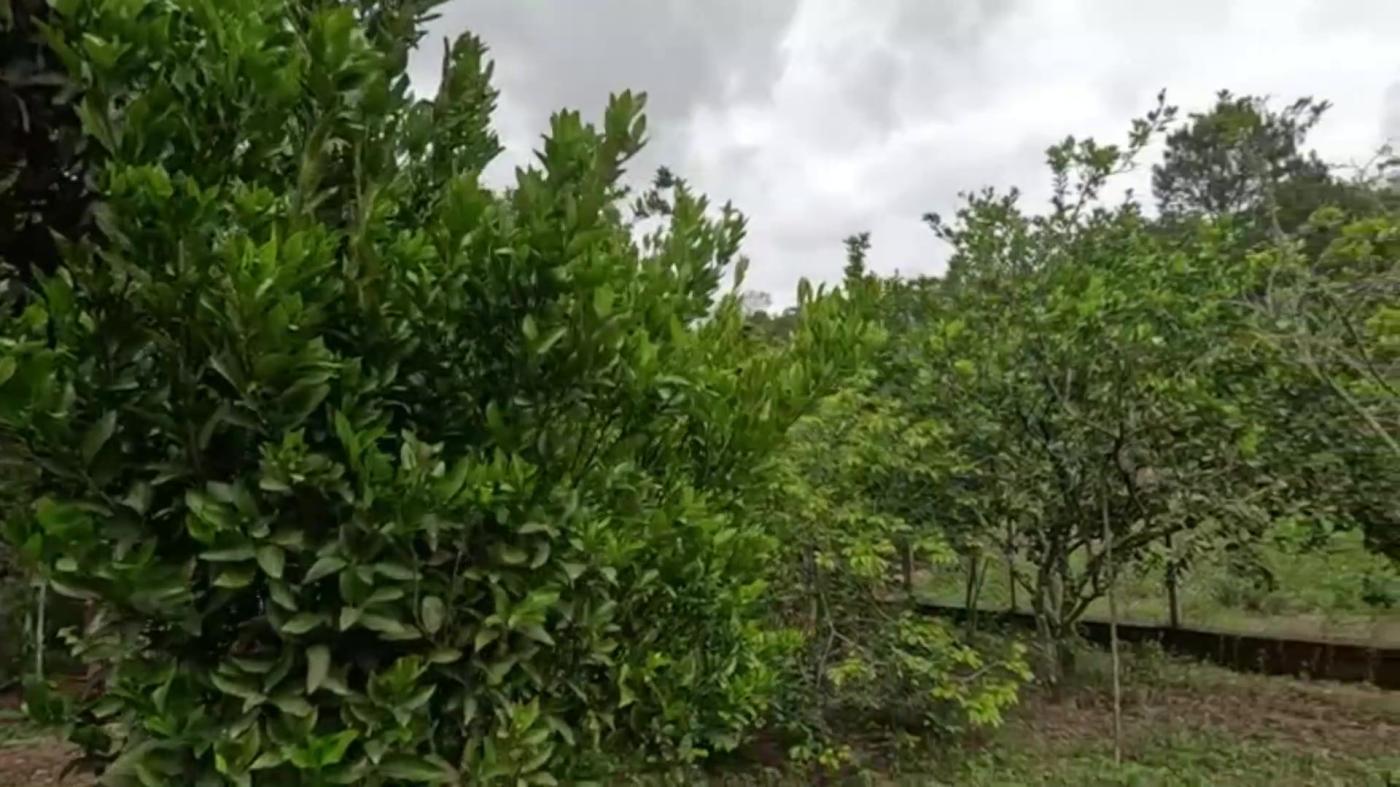 Chácara, 3 quartos, 1000 m² - Foto 24