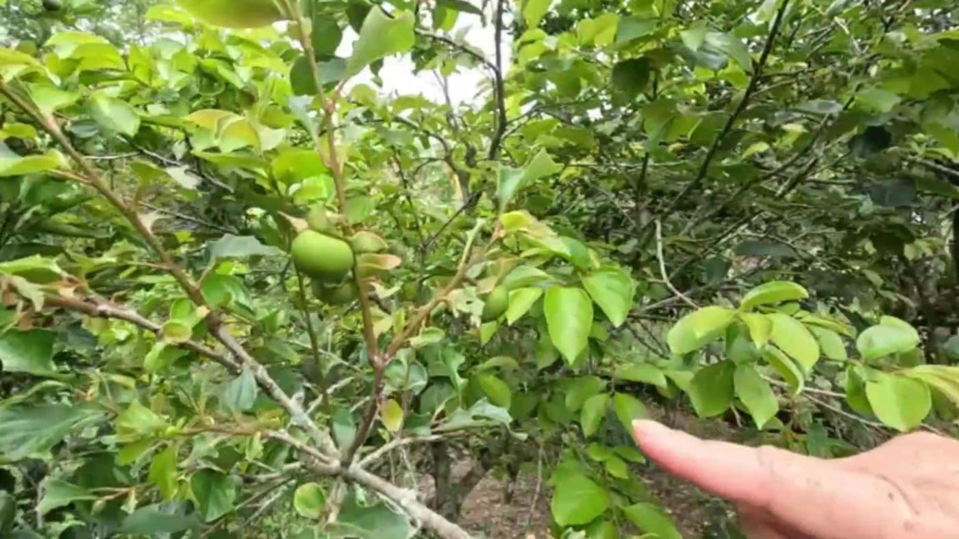 Chácara, 3 quartos, 1000 m² - Foto 25