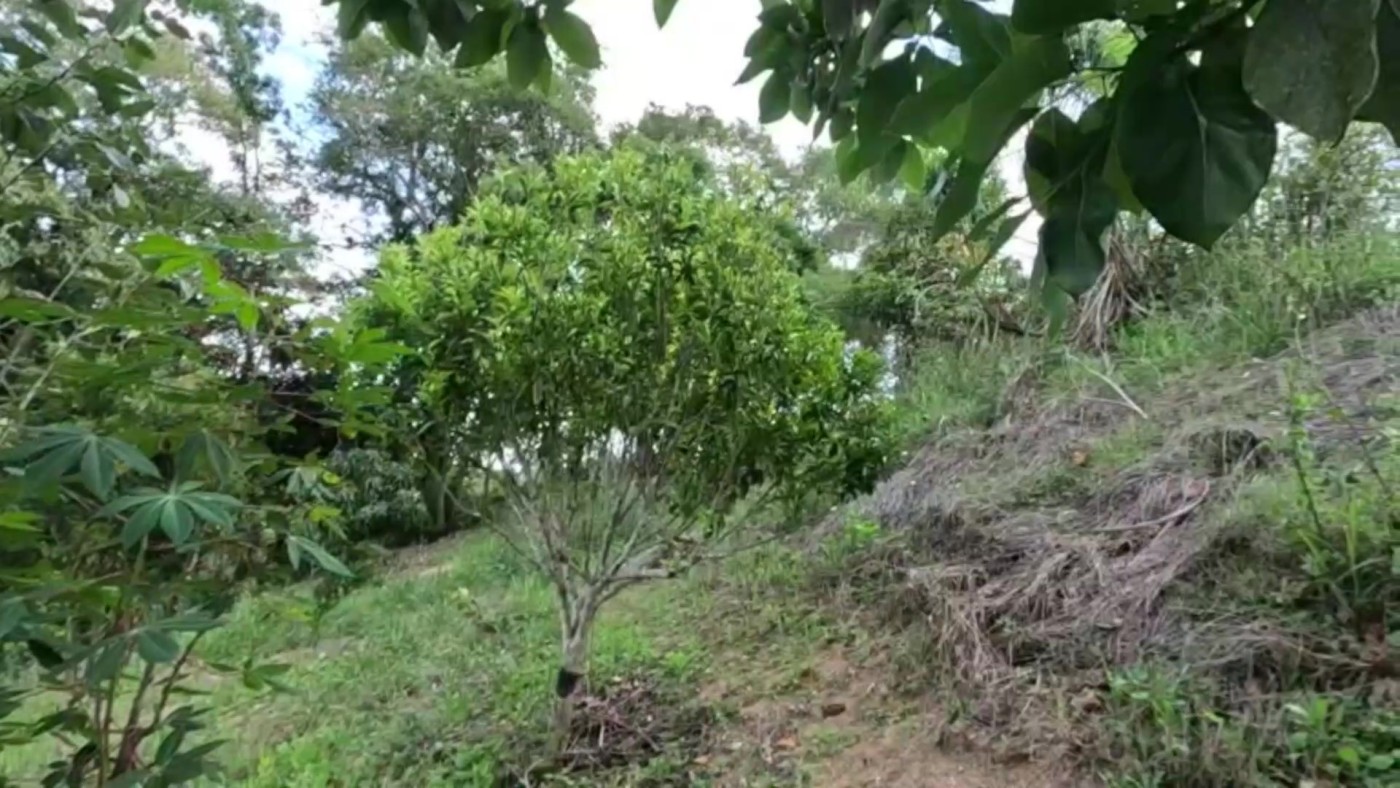 Chácara, 2 quartos, 4500 m² - Foto 19