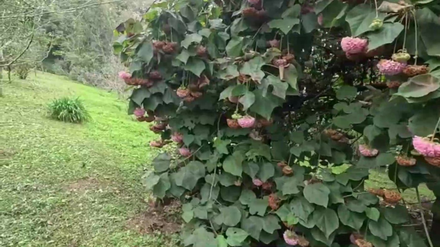 Chácara, 2 quartos, 1500 m² - Foto 25