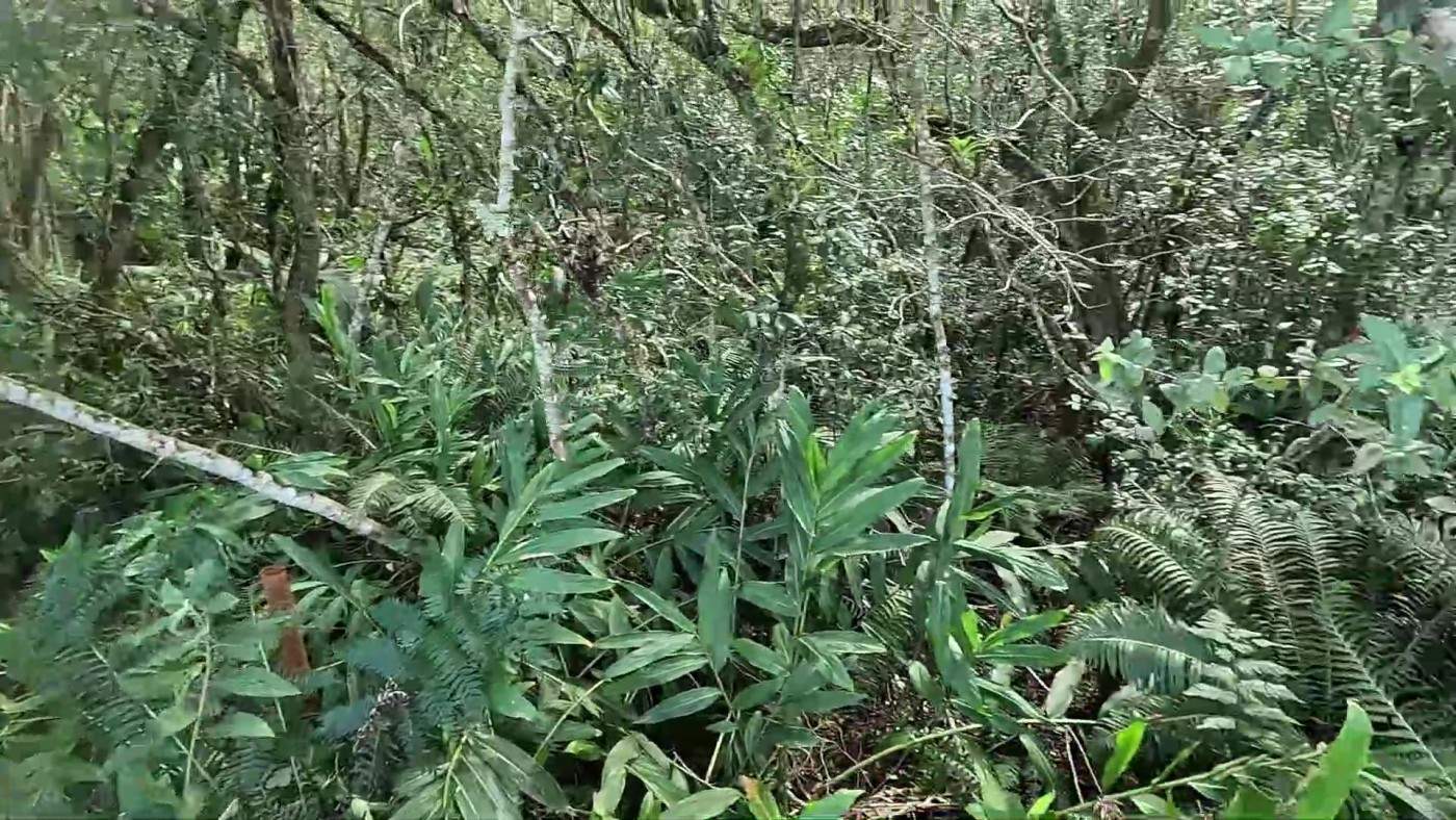 Sítio, 3 quartos, 2 hectares - Foto 40