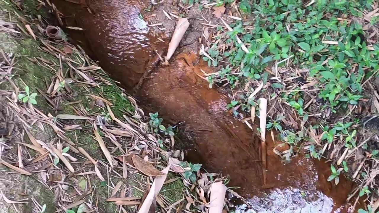 Chácara, 1 quarto, 1200 m² - Foto 17