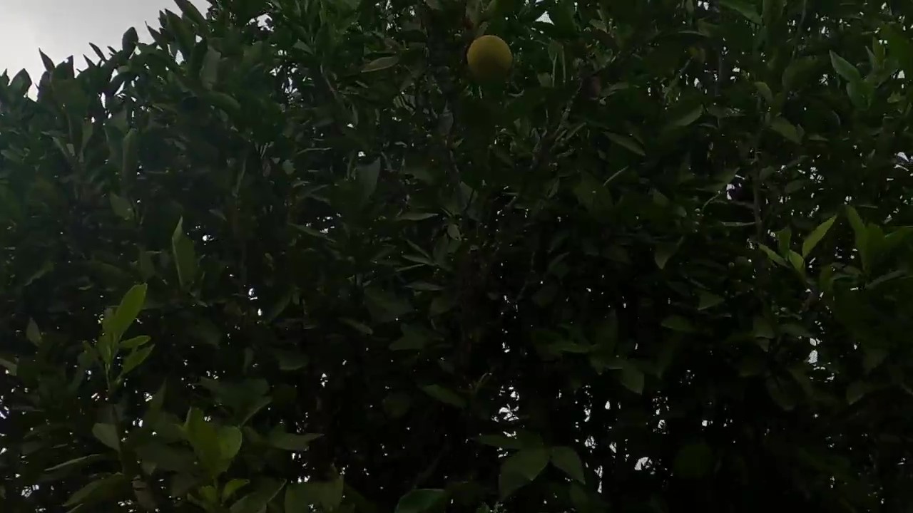 Chácara, 1 quarto, 1200 m² - Foto 20