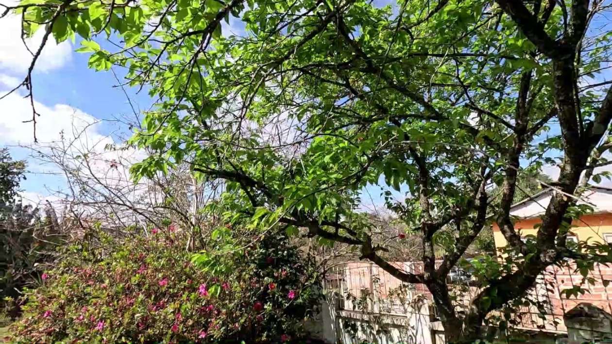 Chácara, 3 quartos, 1000 m² - Foto 7