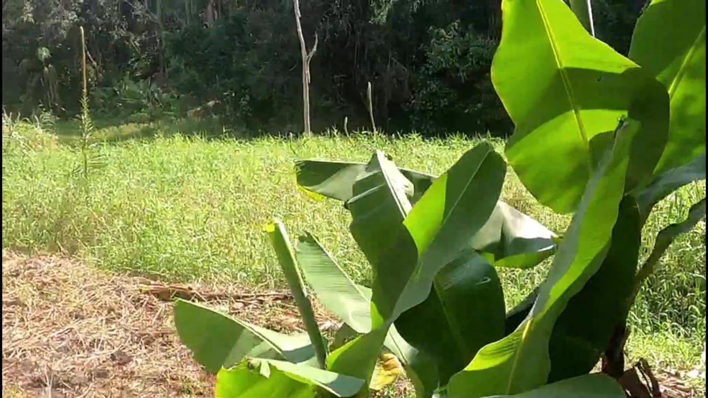 Chácara, 3 quartos, 4500 m² - Foto 41