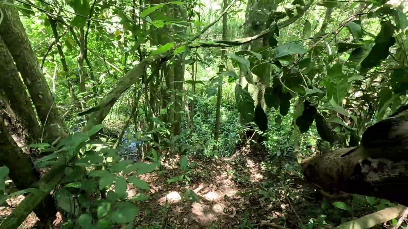 Sítio, 1 hectares - Foto 11