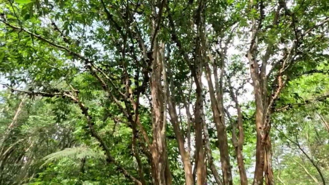 Sítio, 3 quartos, 30 hectares - Foto 33