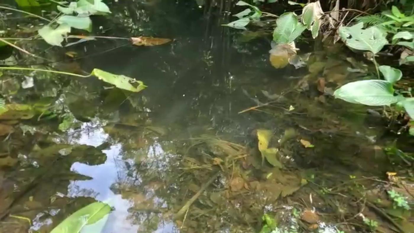 Sítio, 3 quartos, 30 hectares - Foto 3