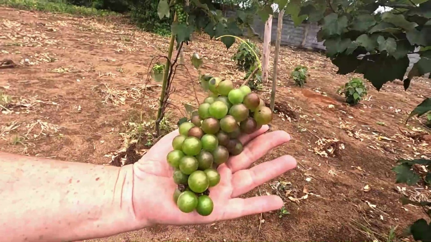 Sítio, 5 quartos, 2 hectares - Foto 22