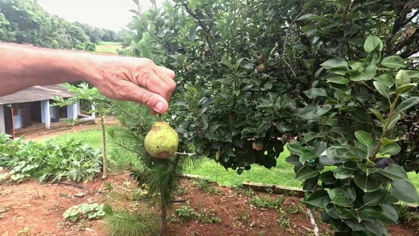 Sítio, 5 quartos, 2 hectares - Foto 24