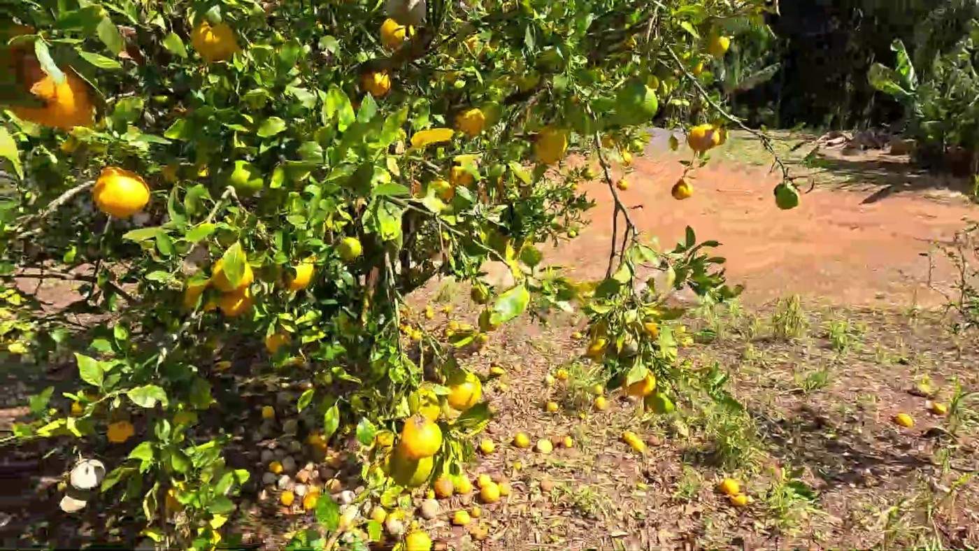 Fazenda, 2 hectares - Foto 48